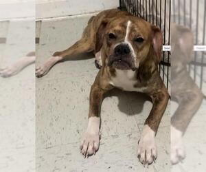 Boxer-Unknown Mix Dogs for adoption in San Antonio, TX, USA