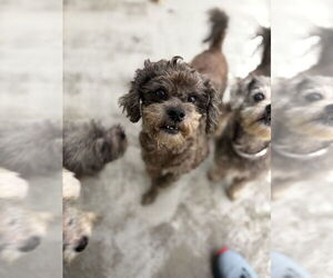 Mutt Dogs for adoption in Studio City, CA, USA