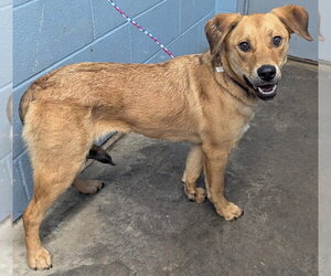 Labrador Retriever-Unknown Mix Dogs for adoption in Evansville, IN, USA