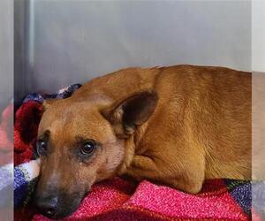 Chihuahua-Unknown Mix Dogs for adoption in Camarillo, CA, USA