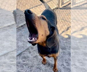 Bloodhound-Unknown Mix Dogs for adoption in Webster, WI, USA