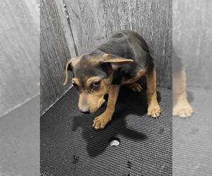 Mutt Dogs for adoption in San Antonio, TX, USA