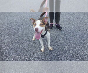 American Pit Bull Terrier-Huskies  Mix Dogs for adoption in Augusta, GA, USA