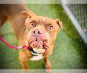 American Pit Bull Terrier Dogs for adoption in Orlando, FL, USA