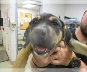 Catahoula Leopard Dog-Unknown Mix Dogs for adoption in Oklahoma City, OK, USA