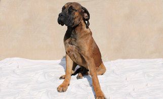 Mastiff Dogs for adoption in Houston, MO, USA