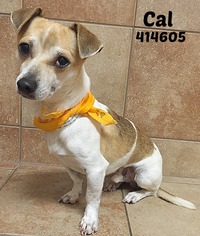 Jack Russell Terrier Dogs for adoption in San Antonio, TX, USA