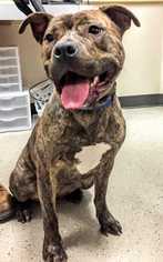 American Pit Bull Terrier Dogs for adoption in Mundelein, IL, USA