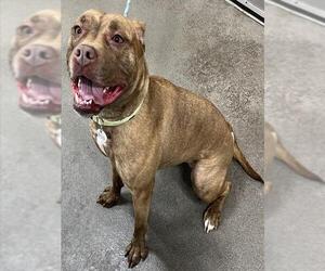 American Bulldog Dogs for adoption in Forestville, MD, USA