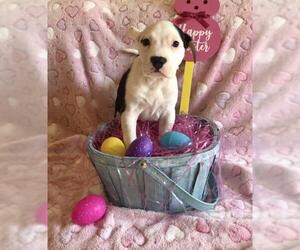American Staffordshire Terrier-Labrador Retriever Mix Dogs for adoption in Mechanicsburg, PA, USA