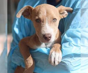American Staffordshire Terrier-Unknown Mix Dogs for adoption in San Antonio, TX, USA