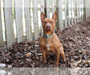 American Staffordshire Terrier-Unknown Mix Dogs for adoption in Armonk, NY, USA