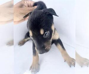 Labrador Retriever-Unknown Mix Dogs for adoption in Houston, TX, USA