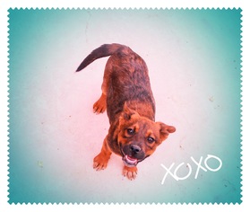 Boxador Dogs for adoption in Chandler, AZ, USA