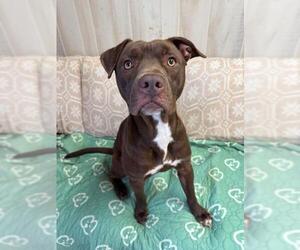 American Pit Bull Terrier Dogs for adoption in Charlotte, NC, USA