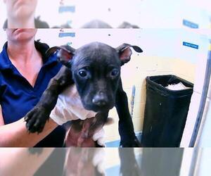 Mutt Dogs for adoption in Tulsa, OK, USA