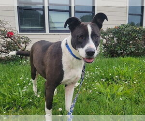 Border Collie-Unknown Mix Dogs for adoption in McKinleyville, CA, USA