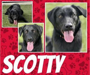 Labrador Retriever-Unknown Mix Dogs for adoption in Pearland, TX, USA