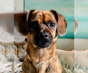Daug Dogs for adoption in Newport Beach, CA, USA