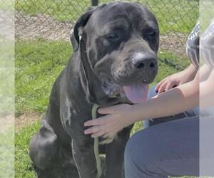 Mastiff Dogs for adoption in Houston, TX, USA
