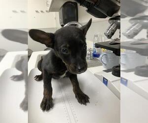Mutt Dogs for adoption in Rosenberg, TX, USA