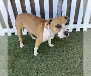 American Pit Bull Terrier-Unknown Mix Dogs for adoption in Modesto, CA, USA