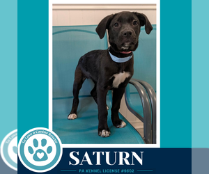 Labrador Retriever-Unknown Mix Dogs for adoption in Kimberton, PA, USA