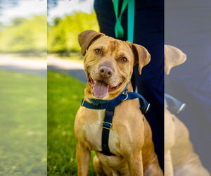 American Staffordshire Terrier Dogs for adoption in Lawrenceville, NJ, USA