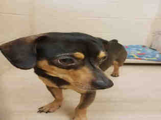 Chiweenie Dogs for adoption in Center Township, PA, USA