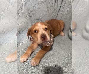 Rottweiler-Unknown Mix Dogs for adoption in MIDWAY, UT, USA
