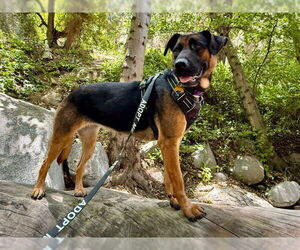 German Shepherd Dog-Unknown Mix Dogs for adoption in Pasadena, CA, USA