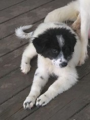 Small Great Pyrenees Mix