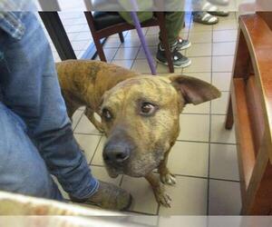 Mutt Dogs for adoption in Ocala, FL, USA