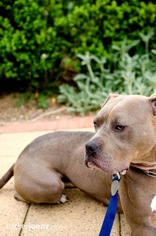 Bullboxer Pit Dogs for adoption in Elkton, FL, USA