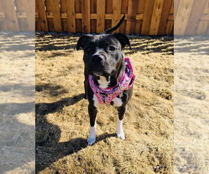 American Pit Bull Terrier-Unknown Mix Dogs for adoption in Mundelein, IL, USA