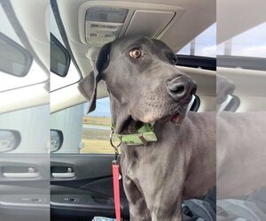 Medium Photo #4 Great Dane Puppy For Sale in Bullard, TX, USA