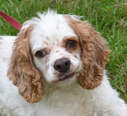 Cocker Spaniel-Unknown Mix Dogs for adoption in Harpswell, ME, USA