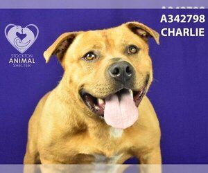 American Pit Bull Terrier-Unknown Mix Dogs for adoption in Stockton, CA, USA