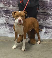 American Staffordshire Terrier Dogs for adoption in Louisville, KY, USA