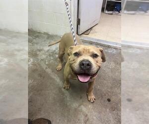 American Staffordshire Terrier Dogs for adoption in San Andreas, CA, USA