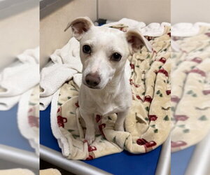 Chihuahua-Parson Russell Terrier Mix Dogs for adoption in Sacramento, CA, USA