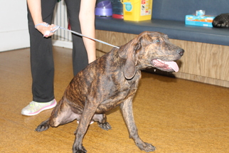 Plott Hound Dogs for adoption in Wauchula, FL, USA