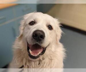 Great Pyrenees Dogs for adoption in Denver, CO, USA