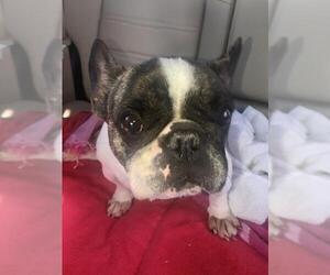 French Bulldog Dogs for adoption in Boca Raton, FL, USA