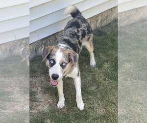 Australian Shepherd-Unknown Mix Dogs for adoption in Fishers, IN, USA