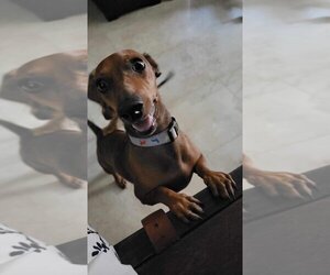 Dachshund Dogs for adoption in Oak Bluffs, MA, USA