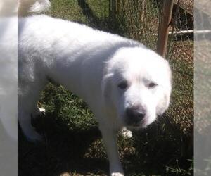 Great Pyrenees Dogs for adoption in Lovingston, VA, USA