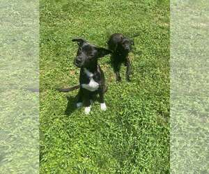 Labrador Retriever-Unknown Mix Dogs for adoption in Uwchlan, PA, USA