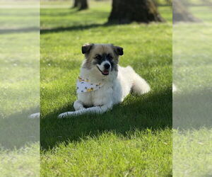 Anatolian Shepherd-Unknown Mix Dogs for adoption in Plymouth, MN, USA
