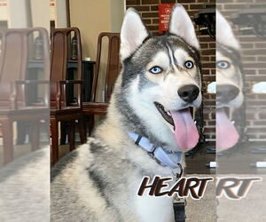 Siberian Husky Dogs for adoption in Severn, MD, USA
